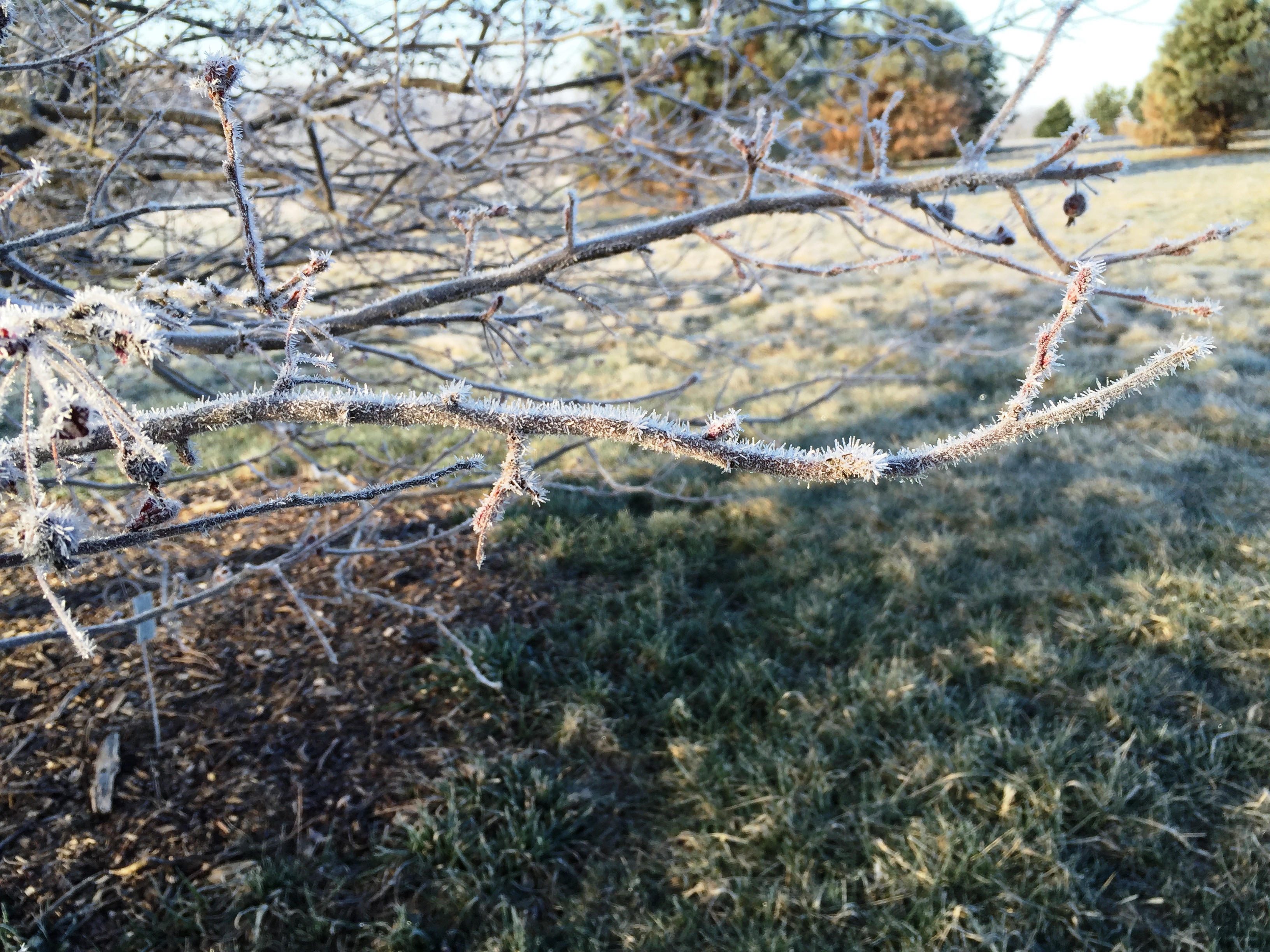 Hoar Frost Crabapples Malus Mar.25.16c