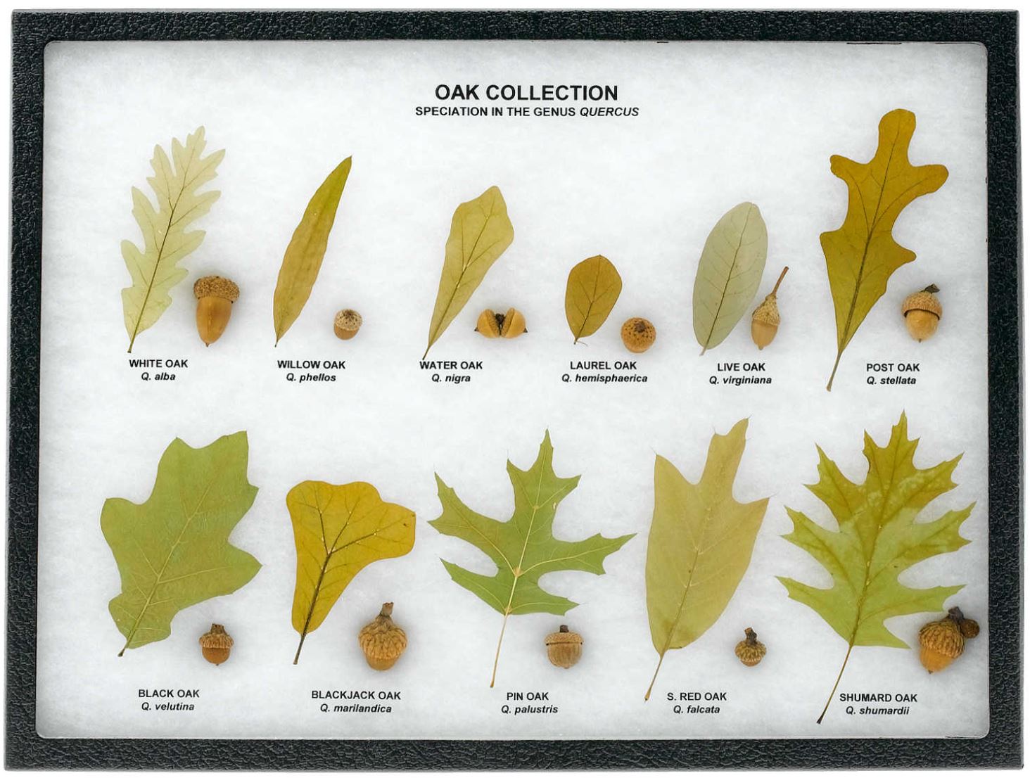 Oak Leaf and Acorn Collection Quercus from Forestry Suppliers – THE ...