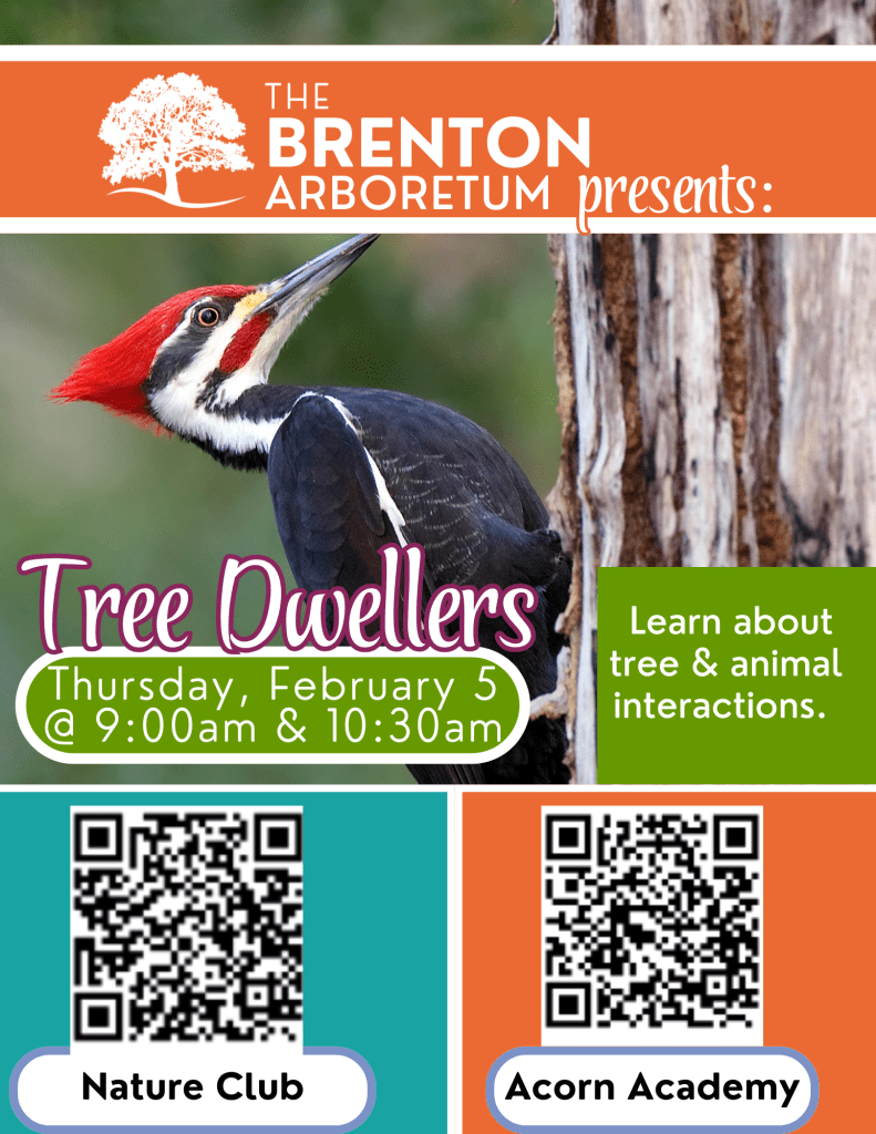 Promotional poster for 'Tree Dwellers' event at Brenton Arboretum featuring a woodpecker and details about activities on February 5.