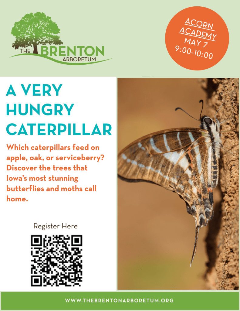 A close-up of a caterpillar on a tree trunk, promoting an event about butterflies and moths at the Brenton Arboretum.