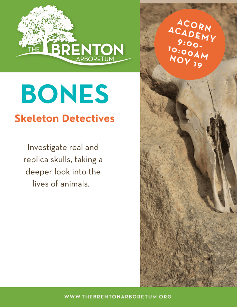 Promotional image for a Brenton Arboretum event titled 'Bones: Skeleton Detectives', featuring a skull on a stone surface and event details on the left.