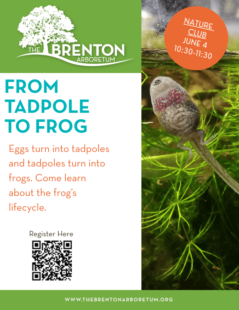Promotional flyer for a nature club event at The Brenton Arboretum titled 'From Tadpole to Frog', featuring a small frog in a pond environment. Details include the date 'June 4' and time '10:30-11:30', along with a QR code for registration.
