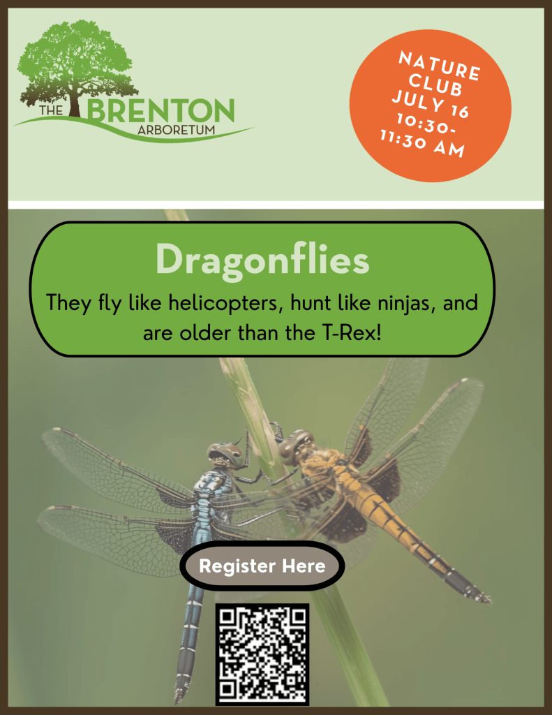Promotional flyer for a Nature Club event at the Brenton Arboretum featuring dragonflies. The poster includes details about the event date, time, and a call to register, alongside images of blue and orange dragonflies.