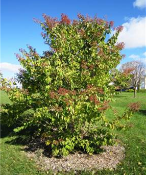 A lush green shrub with reddish foliage at the top, surrounded by grass under a blue sky.