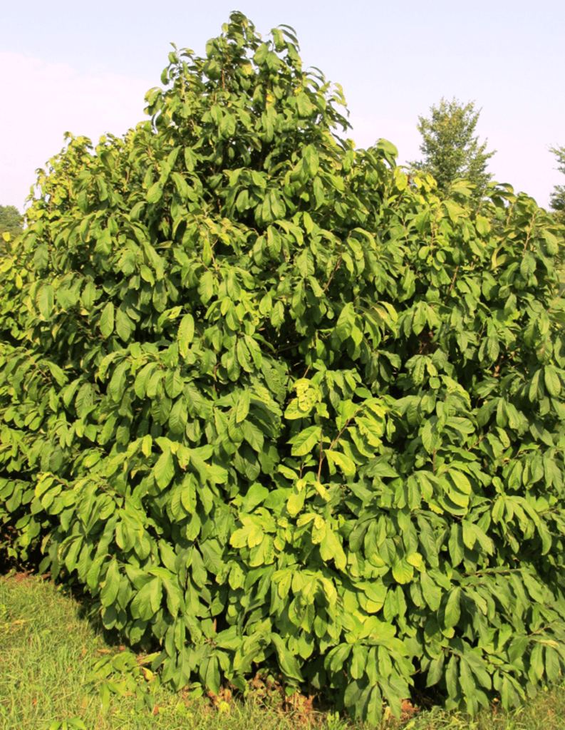 A lush, green bush or shrub with abundant leaves, set against a clear sky.